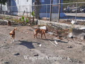 Animal Defenders St Martin