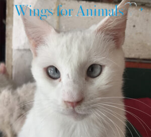 Los Amigos de Bas y Daniel Argentina