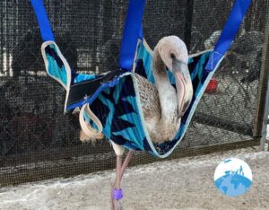 Wild Bird Rehab Bonaire