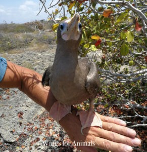 Wild Bird Rehab Bonaire