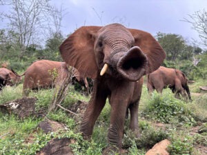 David Sheldrick Wildlife Fund Kenia