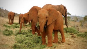 David Sheldrick Wildlife Fund Kenia