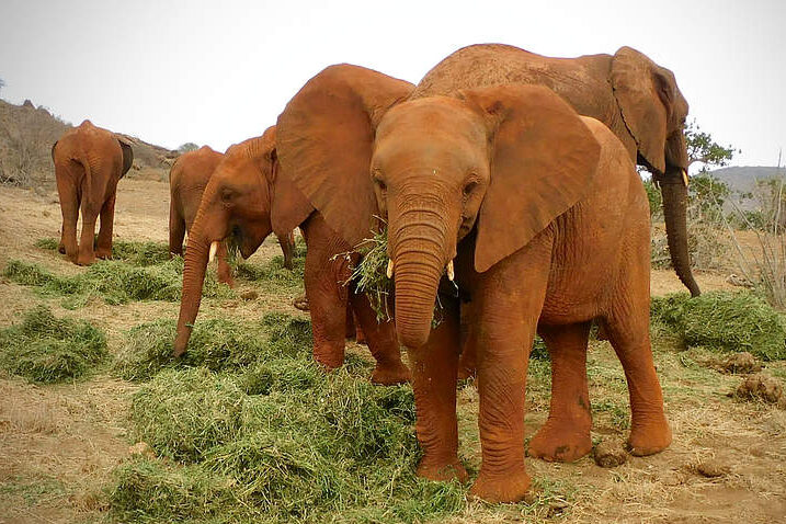 David Sheldrick Wildlife Fund Kenia