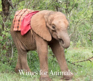 David Sheldrick Wildlife Fund Kenia