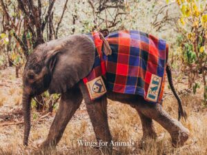 David Sheldrick Wildlife Fund Kenia