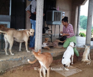 Delhi Tails of Compassion