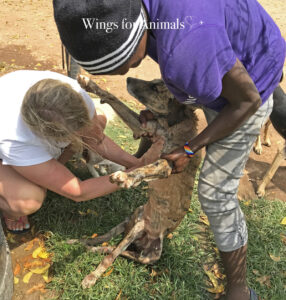 Every Living Thing Tanzania