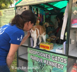 Kennedy Park Kittens Lima