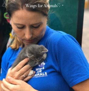 Kennedy Park Kittens Lima