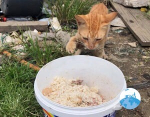 Stichting Henk Abrahamse Suriname