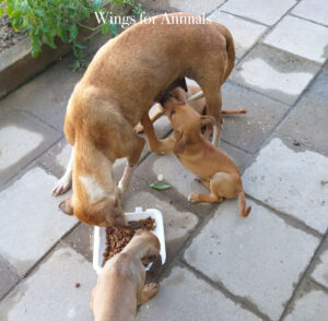 Stichting Henk Abrahamse Suriname