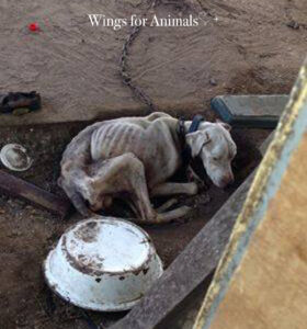 Stichting Henk Abrahamse Suriname