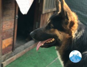 Shanghai Animal Rescue