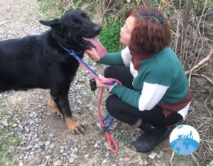 Shanghai Animal Rescue