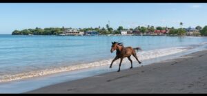 Healing with Horses - Tobago