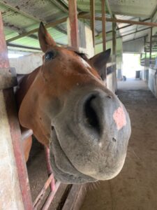 Healing with Horses - Tobago