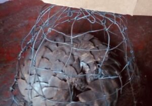 Umoya Khulula Wildlife Centre