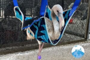 Wild Bird Rehab Bonaire