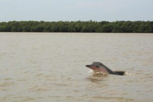 Green Heritage Fund Suriname