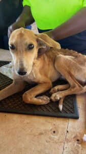 Hoedspruit Animal Outreach