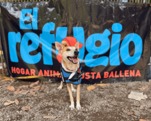 El Refugio Costa Ballena – Costa Rica
