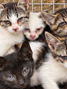 Care4Cats Ibiza