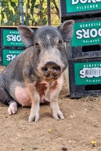 Stefan Animal Rescue
